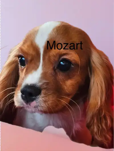 Cavalier King  mâle enregistré et stérilisé, View more