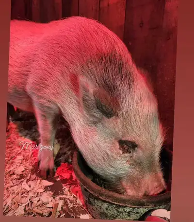 Rehoming mini Julianna pig, View more