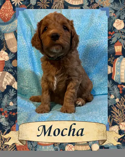 Update : Christmas Puppies! We have 3 handsome male puppies available! Ready for their forever homes...