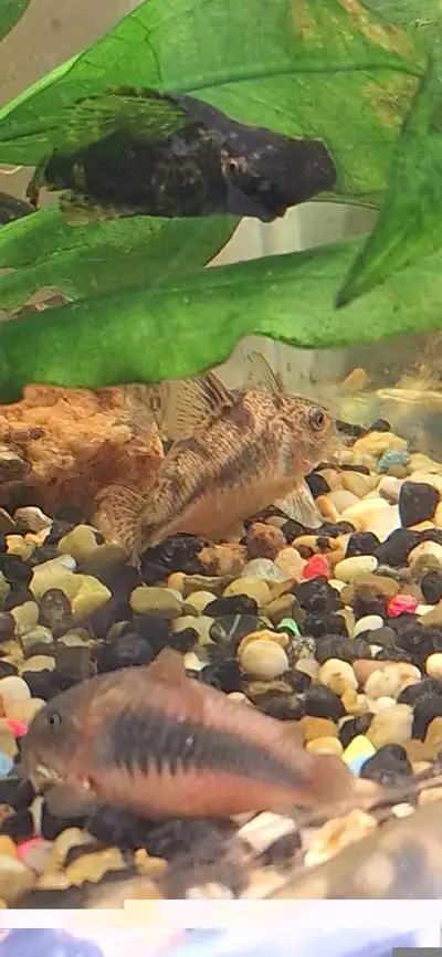 corydoras, View more