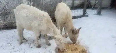 2 female Saanan Goats, View more