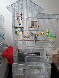 8 Budgies with 2 big cages