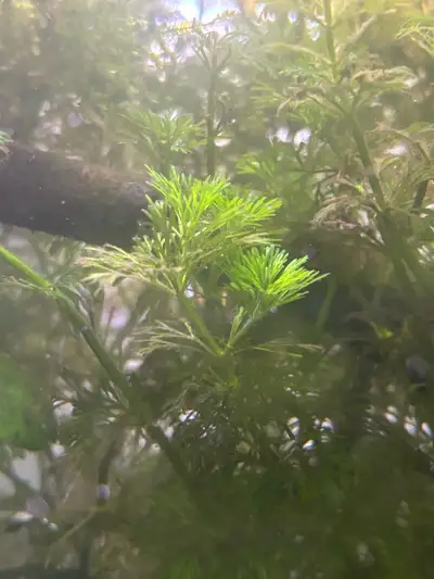 plantes d’aquarium, View more