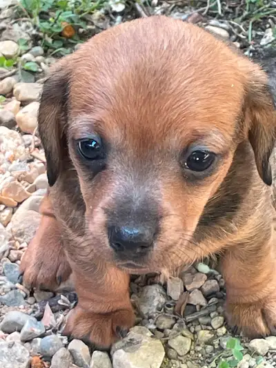 Mia’s pups (2 female and 1 male. Pictured as Brin, Louie, Goldie, group, mom and dad.) will be ready...