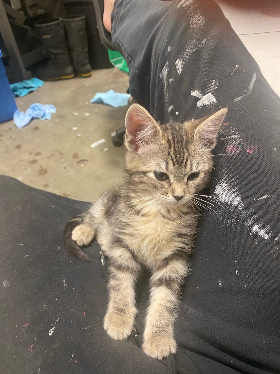 kitten fkr rehoming | Cats & Kittens for Rehoming | Edmonton | Free ...