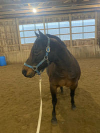 14 year old registered QH mare 