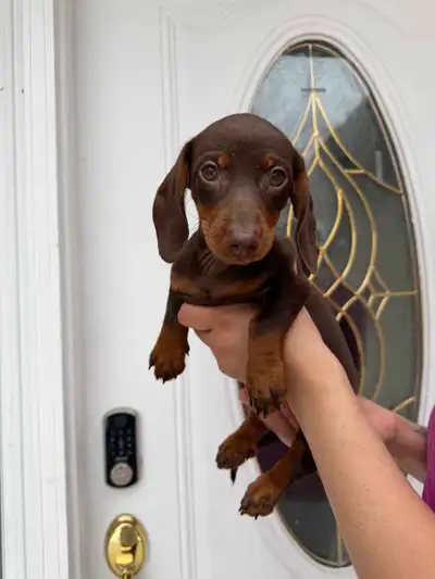 Short Hair Miniature Dachshund Puppies, View more