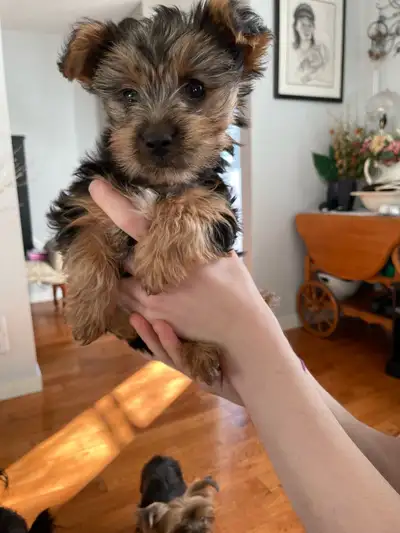 Female Yorkie Puppy 10 weeks., View more