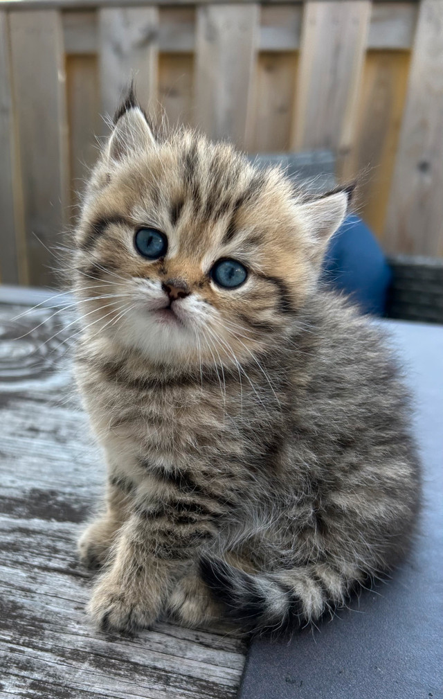 Beautiful British Shorthairs kittens ( 2 remaining) in Cats & Kittens for Rehoming in Moncton