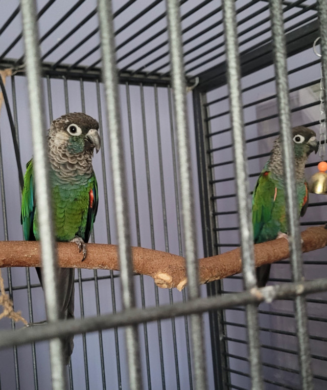 Proven Pair of Pearly Conures for Sale in Birds for Rehoming in Oshawa / Durham Region - Image 4