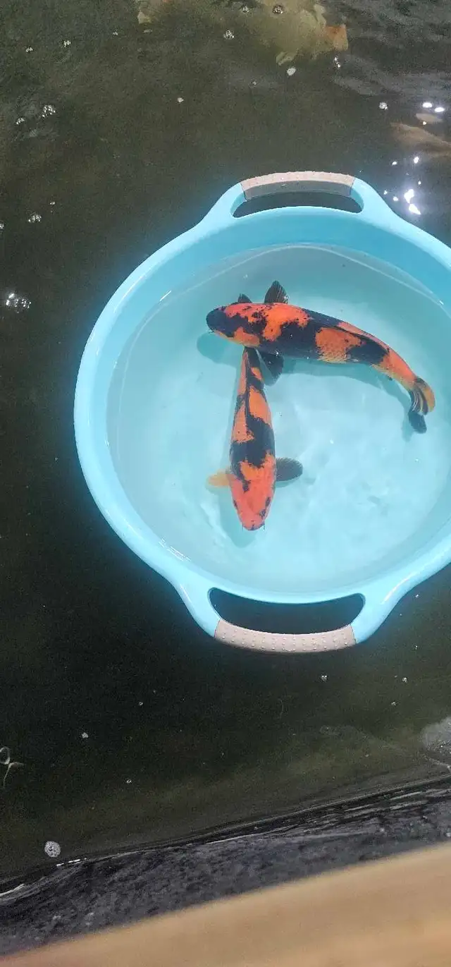 Japanese koi in Fish for Rehoming in Calgary - Image 2