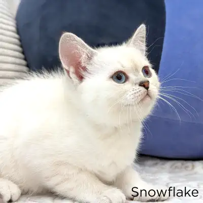 Available today | Adorable Scottish Fold x Devon Rex Kitten, View more