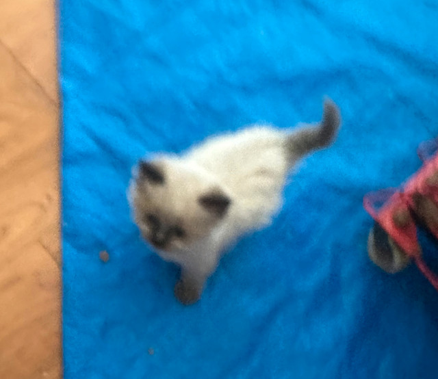 Himalayan kittens ready to go. in Cats & Kittens for Rehoming in City of Toronto - Image 3