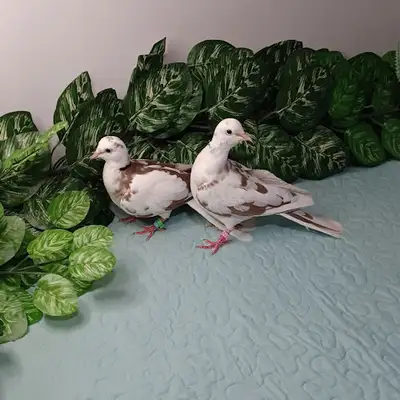 Pair of Wild Pied Doves, View more