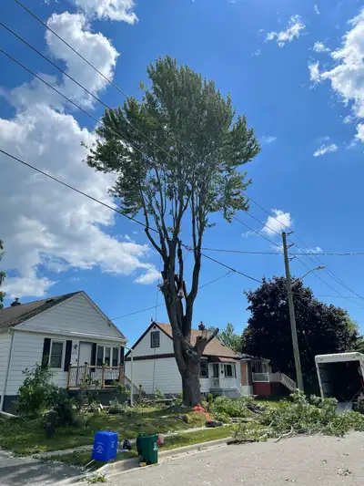 INSURED Arborist for tree removal/ pruning, View more