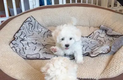 4 Purebred Bichon Frise Puppies – 3 Males & 1 Female Looking for, View more