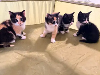 kittens looking for furever homes. , View more