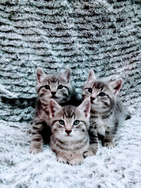 Three 8 Week Beautiful Blue Eyed Grey Male Kittens For Sale 