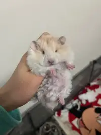 Ethically bred Syrian hamsters - pedigree