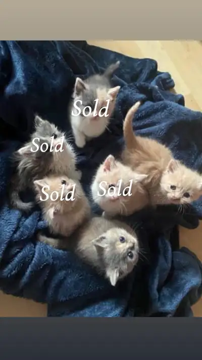 British longhair-2 left!!, View more