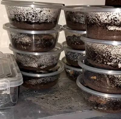 Tropical Pink and Orange Springtails, View more