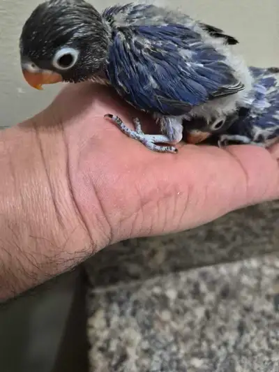 They are 25 days old, beautifully blue, and tame. They are currently syringed for feeding. If you ha...