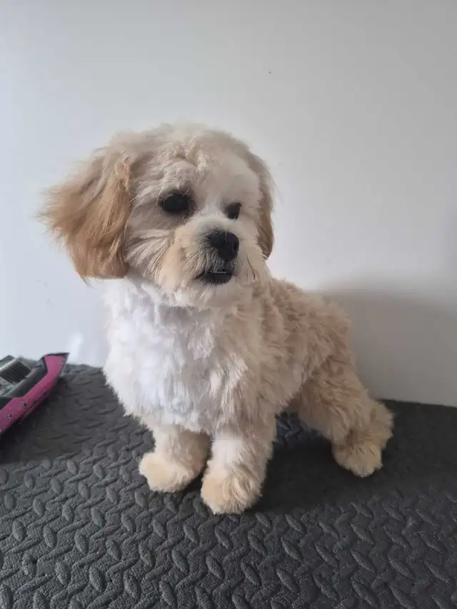 Toy shihtzu poodle..Only one puppy left in Dogs & Puppies for Rehoming in Winnipeg - Image 6