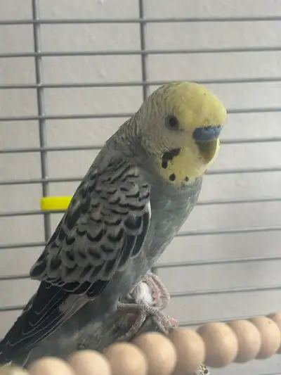 Male budgie , View more