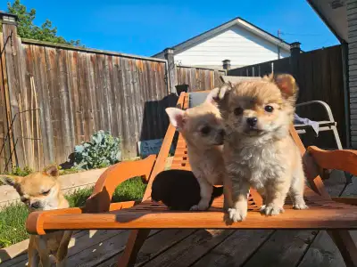 *very rare* purebred chihuahua puppies, View more