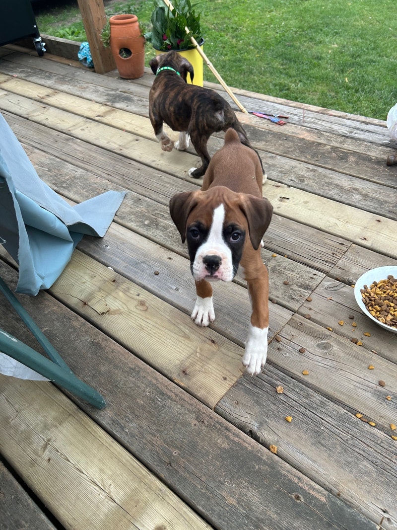 Boxer pups Dogs & Puppies for Rehoming Brantford Kijiji