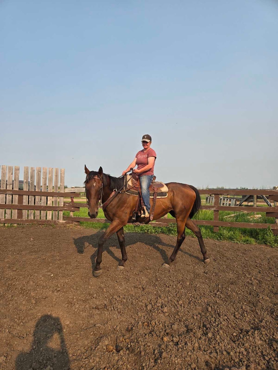 Gorgeous Gelding | Horses & Ponies for Rehoming | Saskatoon | Free ...
