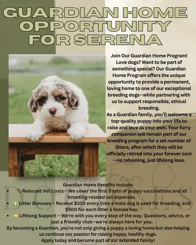 Guardian Home Opportunity for high quality Mini Sheepadoodle., View more
