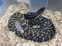 Madagascar giant hognose snake 