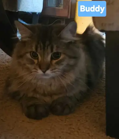 Male Siberians, View more