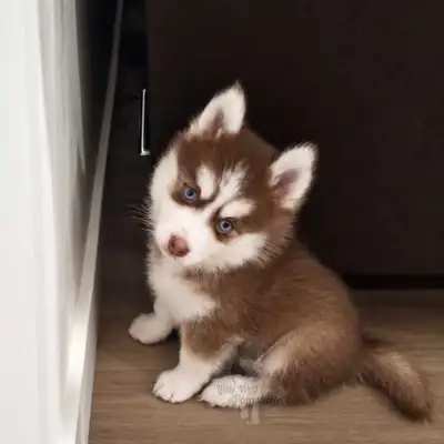 small pomsky puppies, View more