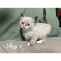 4 true ragdoll kittens with vet check and shots ready May 21