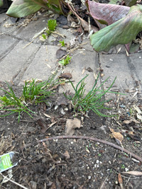 Chives for sale