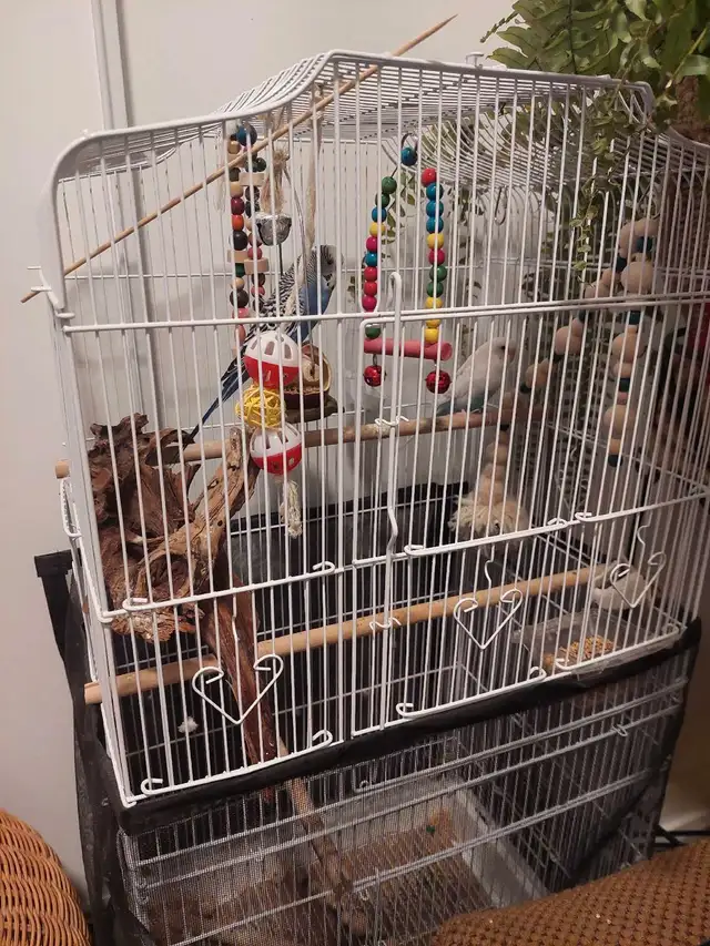 Budgies with cage in Birds for Rehoming in Markham / York Region - Image 4