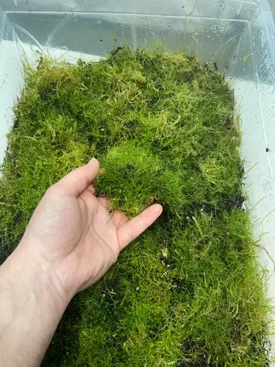 Selling 10cm X 10cm portions of Java Moss (Taxiphyllum Barbieri) Easy to grow, nice and healthy! No...