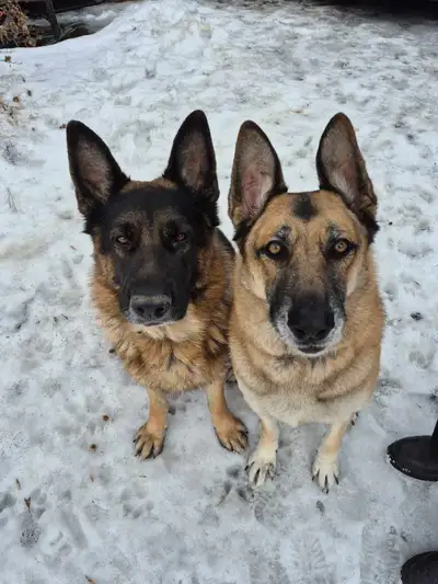 2 beautiful  German Shepherds  looking for a forever home., View more