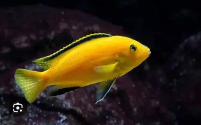 Wanted- large yellow lab cichlids , View more