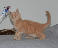 Registered purebred Maine Coon kittens for sale