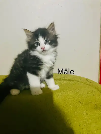 Petits chatons cherche une bonne famille il seront prêt le 28 juin ils auront 8 semaines ! Il vont ê...