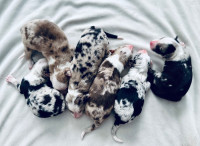 Border Collie Puppies ~ Available March 30th