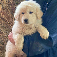 Great Pyrenees cross puppies for sale!