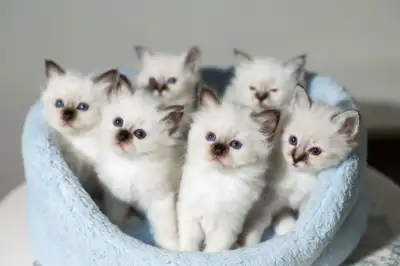 RARE - Purebred Reg'd   BIRMAN  Kittens, View more