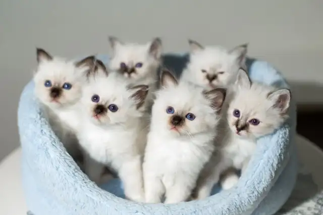 RARE - Amazing Reg&#x27;d Lynx Point  BIRMAN  Kittens