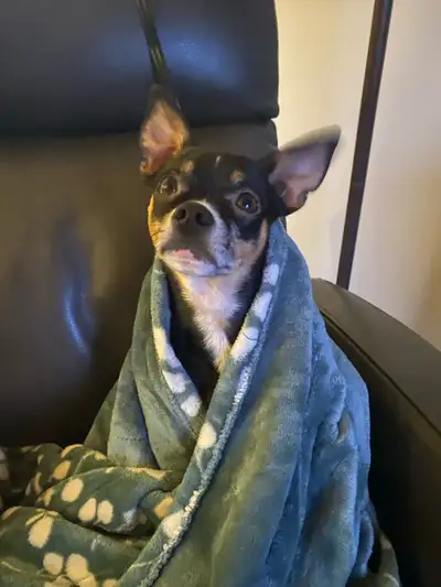 pet sitter, View more