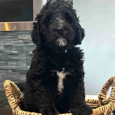 Standard F1 Bernedoodle pups READY TO GO, View more
