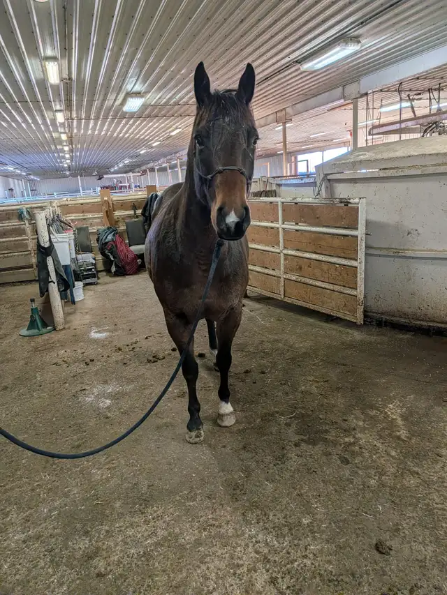 AQHA Bay papered Gelding. 7 yo. Super broke! in Horses & Ponies for Rehoming in Lethbridge - Image 4